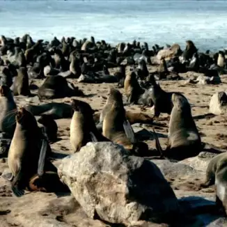 Peace with Seals